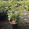 Vijg (Ficus Carica 'Violet Dauphine') -Directplant Winkel ficuscaricaviolettedauphine01 2