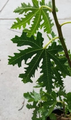 Vijg (Ficus Carica 'Ice Crystal') 6 Vijg (Ficus Carica 'Ice Crystal') -Directplant Winkel ficusicecrystal02