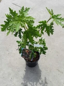 Vijg (Ficus Carica 'Ice Crystal') 7 Vijg (Ficus Carica 'Ice Crystal') -Directplant Winkel ficusicecrystal03