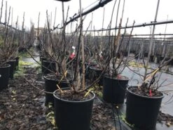 Vijg (Ficus Carica 'Panache') -Directplant Winkel ficuspanache 2