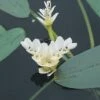 Kaapse Waterlelie (Aponogeton Distachyos) -Directplant Winkel fm 879332 1