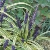 Leliegras (Liriope Muscari 'Variegata') -Directplant Winkel fm 937611 2 1