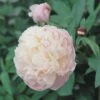 Pioenroos (Paeonia Lactiflora 'Shirley Temple') -Directplant Winkel fm 95310161 1