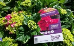 Hortensia Rood (Hydrangea 'Forever&Ever') -Directplant Winkel foreverandever red01b 1