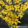 Bloeiende Haag, Hoog -Directplant Winkel forsythia 1