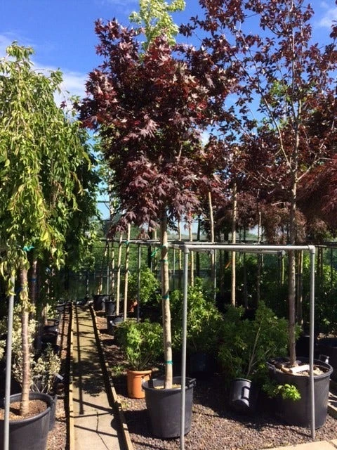 Japanse Esdoorn Op Stam (Acer Palmatum 'Fireglow') 4 Japanse Esdoorn Op Stam (Acer Palmatum 'Fireglow') - Afbeelding 2