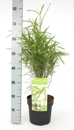 Smalbladige Vuilboom (Frangula Alnus 'Fine Line') -Directplant Winkel frangula alnus fine line 2 1