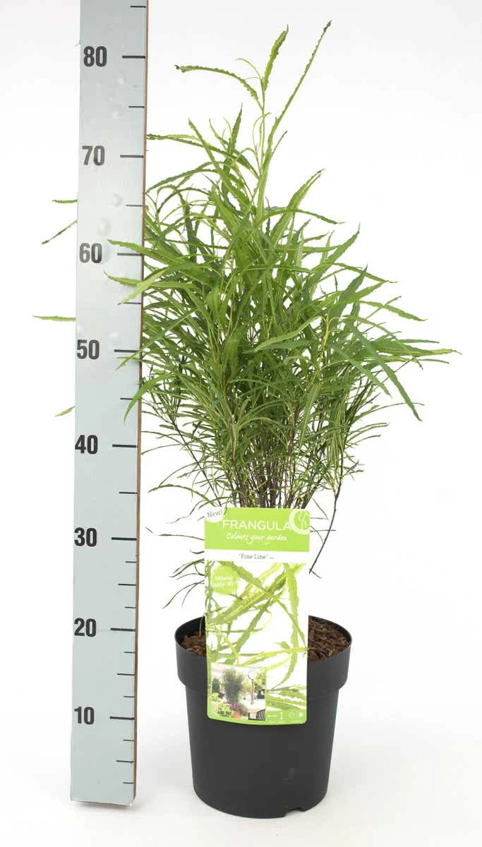 Smalbladige Vuilboom (Frangula Alnus 'Fine Line') 5 Smalbladige Vuilboom (Frangula Alnus 'Fine Line') - Afbeelding 3