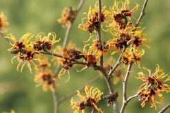 Toverhazelaar (Hamamelis Intermedia 'Orange Beauty') -Directplant Winkel gaar00219