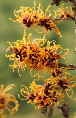 Toverhazelaar (Hamamelis Intermedia 'Orange Beauty') -Directplant Winkel gaar00221