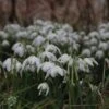 Sneeuwklokjes (Galanthus Nivalis 'Flore Pleno') -Directplant Winkel galanthus nivalis florepleno 13 1