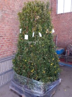 Gele Jasmijn (Gelsemium Sempervirens) -Directplant Winkel gelsemium 3