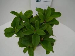 Rhododendron (Rhododendron 'Germania') -Directplant Winkel germania c2 boven