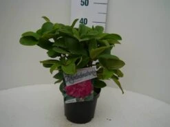 Rhododendron (Rhododendron 'Germania') -Directplant Winkel germania c2 voor