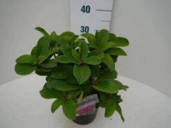 Rhododendron (Rhododendron 'Germania') -Directplant Winkel germania c2 zij