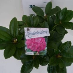 Rhododendron (Rhododendron 'Germania') -Directplant Winkel germania c5 boven 1