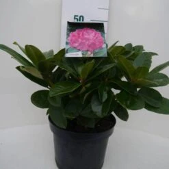 Rhododendron (Rhododendron 'Germania') -Directplant Winkel germania c5 voor 1