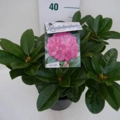 Rhododendron (Rhododendron 'Germania') -Directplant Winkel germania c5 zij