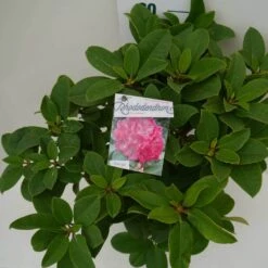 Rhododendron (Rhododendron 'Germania') -Directplant Winkel germania c7.5 boven