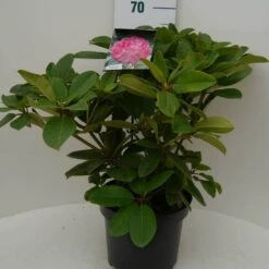 Rhododendron (Rhododendron 'Germania') -Directplant Winkel germania c7.5 voor 1