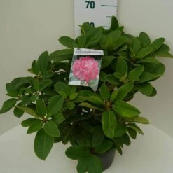 Rhododendron (Rhododendron 'Germania') -Directplant Winkel germania c7.5 zij