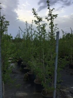 Japanse Notenboom, Meerstammig (Ginkgo Biloba) -Directplant Winkel gingko bilobo meerstammig 200 250cm