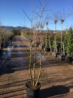 Japanse Notenboom, Meerstammig (Ginkgo Biloba) -Directplant Winkel gingko bilobo meerstammig 200 250cm30