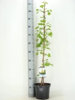 Japanse Notenboom Als Struik (Ginkgo Biloba) -Directplant Winkel ginkgo biloba 60 80 zomer c3 m 1