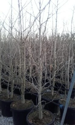 Japanse Notenboom, Meerstammig (Ginkgo Biloba) -Directplant Winkel ginkgo biloba meerstammig