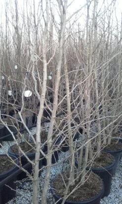 Japanse Notenboom, Meerstammig (Ginkgo Biloba) -Directplant Winkel ginkgo biloba meerstammig 2