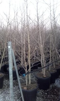 Japanse Notenboom, Meerstammig (Ginkgo Biloba) -Directplant Winkel ginkgo biloba meerstammig 3