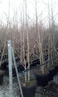 Japanse Notenboom, Meerstammig (Ginkgo Biloba) -Directplant Winkel ginkgo biloba meerstammig 4