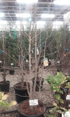 Japanse Notenboom, Meerstammig (Ginkgo Biloba) -Directplant Winkel ginkgo biloba meerstammig 5