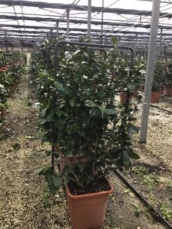 Camelia Als Leivorm (Camellia Japonica 'Giuseppe Traverso') -Directplant Winkel giuseppe