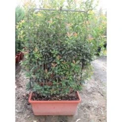 Glansmispel Meeneemhaag (Photinia Fraseri 'Red Robin') -Directplant Winkel glansmispel als leivorm photinia fraseri red robin 34755 f41 1 1