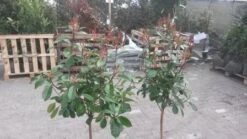 Glansmispel Op Stam (Photinia Fraseri 'Red Robin') -Directplant Winkel glansmispel op 60cm stam