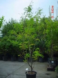 Geelbladige Christusdoorn Als Struik (Gleditsia Triacanthos 'Sunburst') -Directplant Winkel gleditsiasunburstalsstruik01