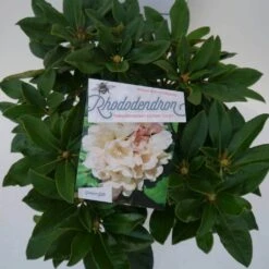 Dwergrhododendron (Rhododendron 'Golden Torch') -Directplant Winkel golden torch c4 boven 1