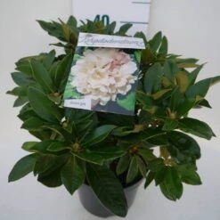 Dwergrhododendron (Rhododendron 'Golden Torch') -Directplant Winkel golden torch c4 zij 1