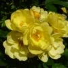 Klimroos (Rosa 'Golden Age') -Directplant Winkel goldenage
