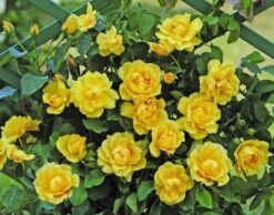 Klimroos (Rosa 'Golden Gate') -Directplant Winkel goldengate