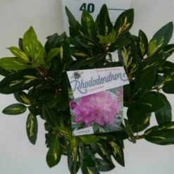Rhododendron (Rhododendron 'Goldflimmer') -Directplant Winkel goldflimmer c5 boven 3