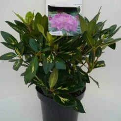 Rhododendron (Rhododendron 'Goldflimmer') -Directplant Winkel goldflimmer c5 voor 3