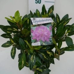 Rhododendron (Rhododendron 'Goldflimmer') -Directplant Winkel goldflimmer c5 zij 1