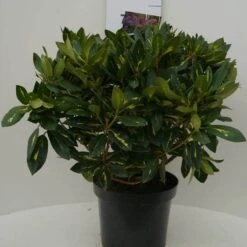 Rhododendron (Rhododendron 'Goldflimmer') -Directplant Winkel goldflimmer c7.5 voor 3