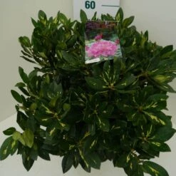 Rhododendron (Rhododendron 'Goldflimmer') -Directplant Winkel goldflimmer c7.5 zij 3