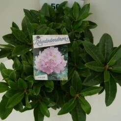 Rhododendron (Rhododendron 'Gomer Waterer') -Directplant Winkel gomer waterer c7.5 boven