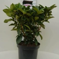 Rhododendron (Rhododendron 'Gomer Waterer') -Directplant Winkel gomer waterer c7.5 voor 1