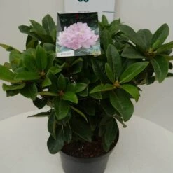 Rhododendron (Rhododendron 'Gomer Waterer') -Directplant Winkel gomer waterer c7.5 zij 1