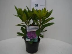 Rhododendron (Rhododendron Catawbiense 'Grandiflorum') -Directplant Winkel grandiflorum c2 voor